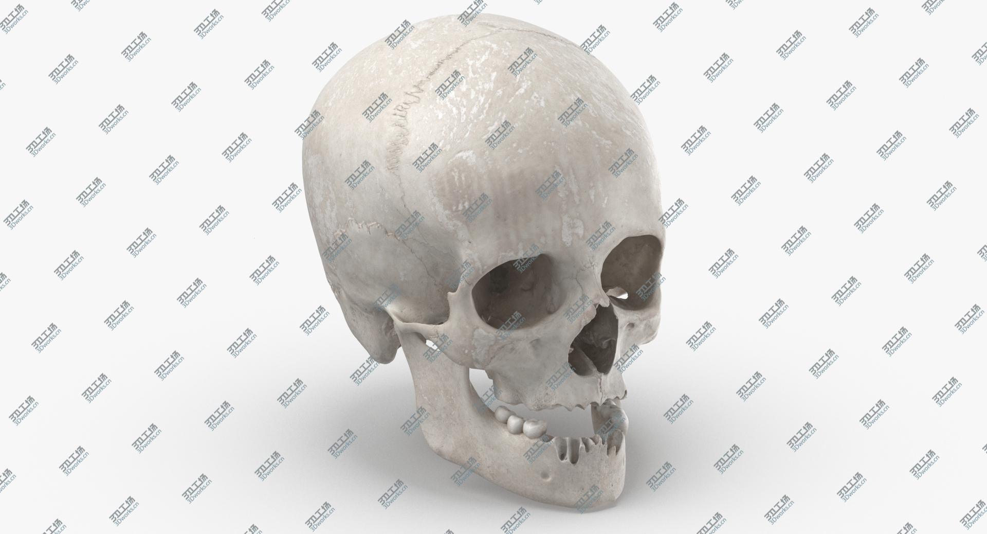 images/goods_img/202105073/Real Human Female Skull With Jaw Damaged 02 White 3D model/2.jpg